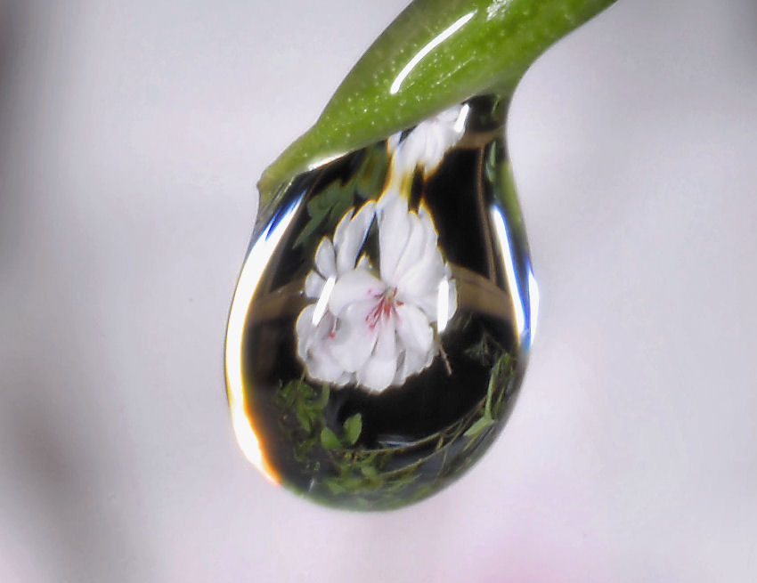 Geranio bianco allo specchio